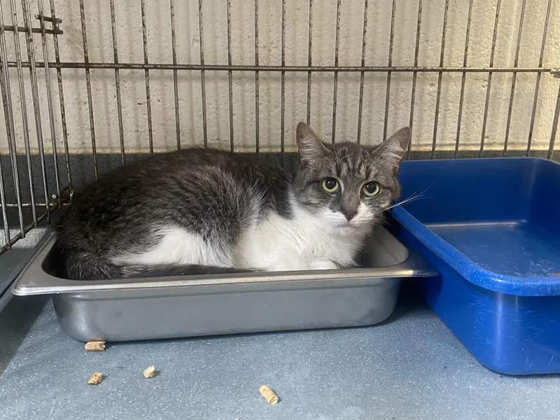 A young medium-sized female Gray & White Domestic Short Hair cat named Trixie for adoption in King George, VA