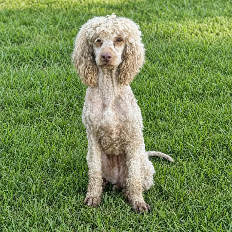 An adult small-sized female Yellow / Tan / Blond / Fawn Poodle dog named Dorothy for adoption in Huntsville, AL