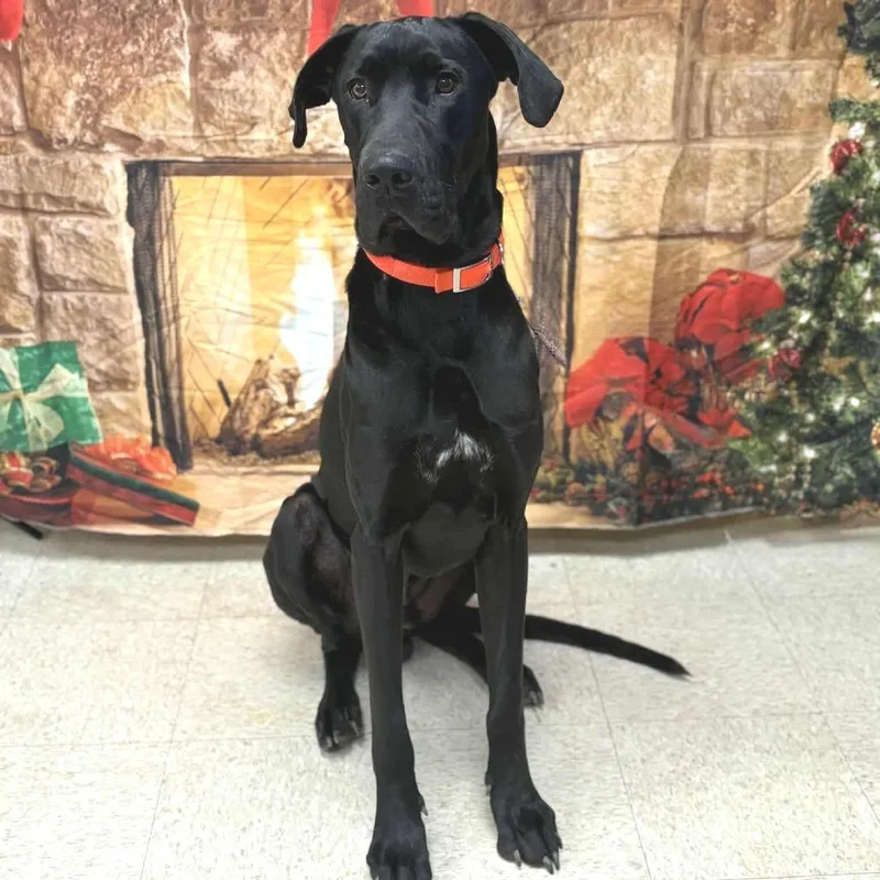 Black Beauty thumbnail 2