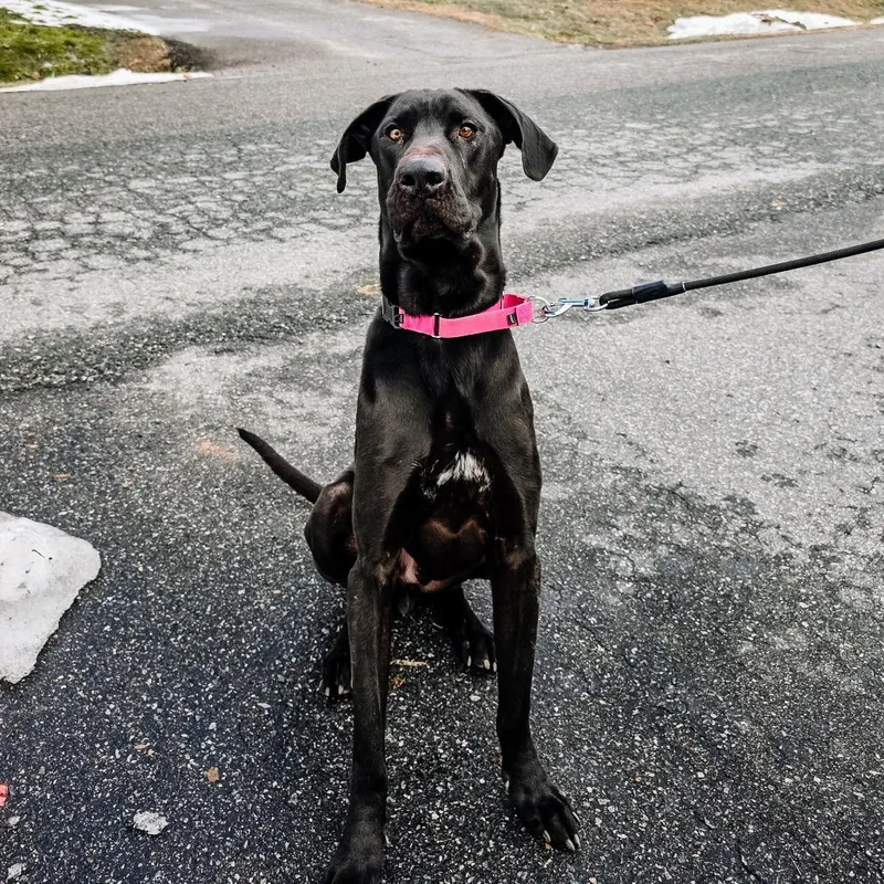 Black Beauty thumbnail 3