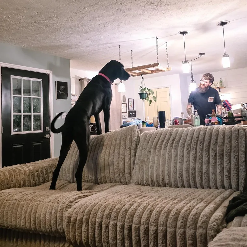 Black Beauty thumbnail 4