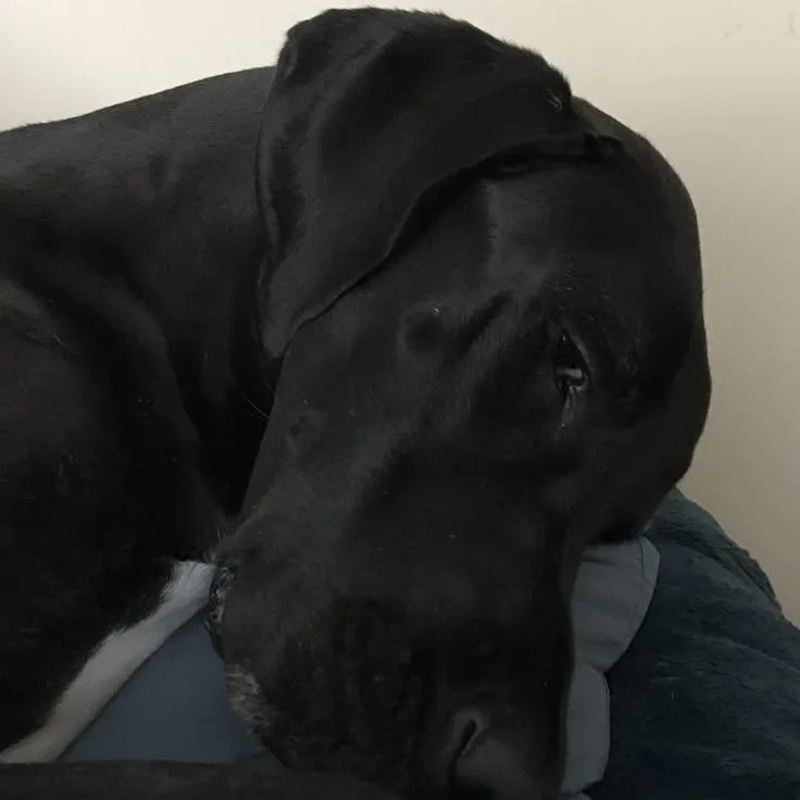 Black Beauty thumbnail 5