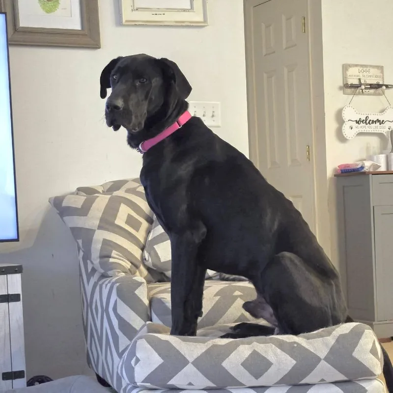 Black Beauty thumbnail 6