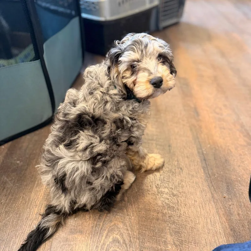 A baby small-sized male Gray / Blue / Silver Cavalier King Charles Spaniel dog named Georgie for adoption in Pasadena , MD