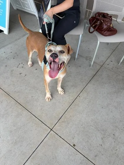 An adult large-sized male Mixed Breed dog named Buzz Lightyear for adoption in Atlanta, GA