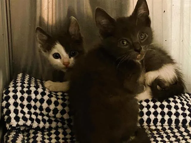 A baby small-sized male Domestic Short Hair cat named Donkey for adoption in Tustin, CA