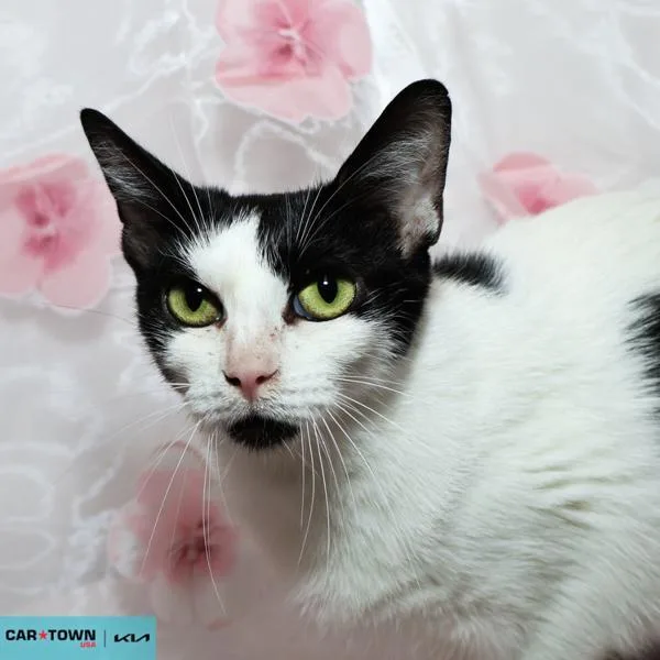 An adult medium-sized female Domestic Short Hair cat named Bandit for adoption in Lexington, KY