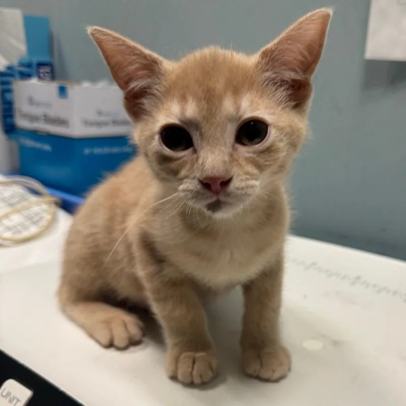 A baby small-sized male Buff / Tan / Fawn Domestic Short Hair cat named Rizzy for adoption in Greensboro, NC