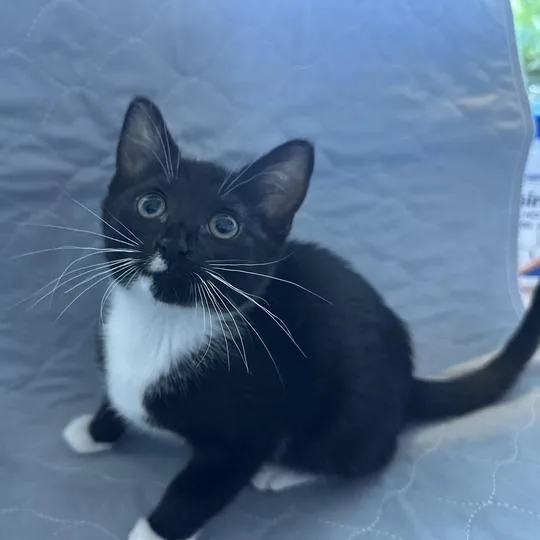 A baby small-sized female Black Domestic Short Hair cat named Shimizu for adoption in Matteson, IL