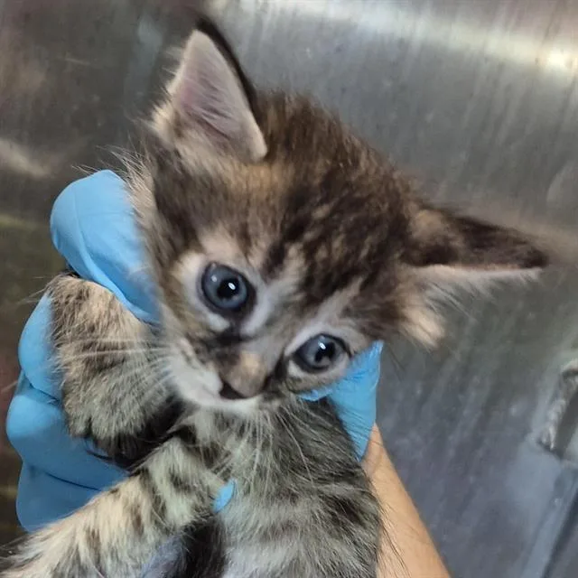 A baby small-sized female Domestic Short Hair cat named Pop for adoption in San Antonio, TX