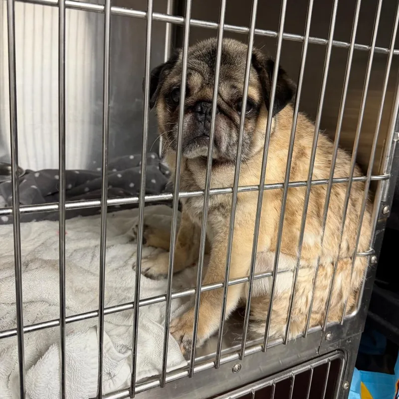 A senior small-sized male Yellow / Tan / Blond / Fawn Pug dog named Juan for adoption in Uniontown, PA