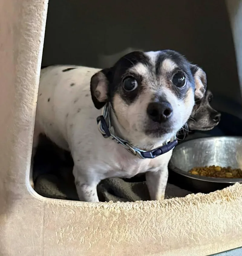 Titee RIDGE DOG IN thumbnail 2