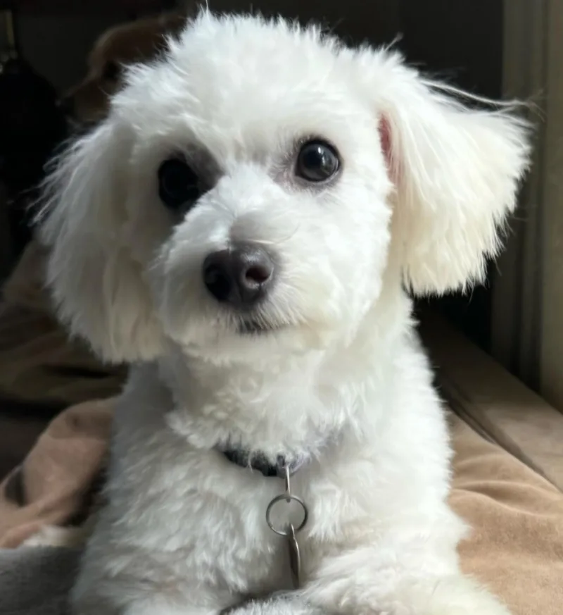 A baby small-sized female White / Cream Maltese dog named Pippi for adoption in Racine, WI