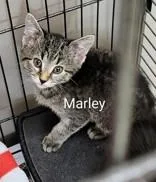 A baby small-sized female Brown / Chocolate Domestic Short Hair cat named Marley for adoption in Moline, IL
