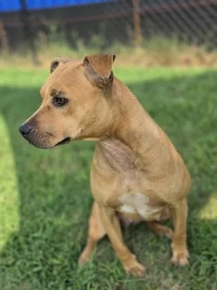 A young medium-sized female Terrier dog named Sprite for adoption in Conway, SC