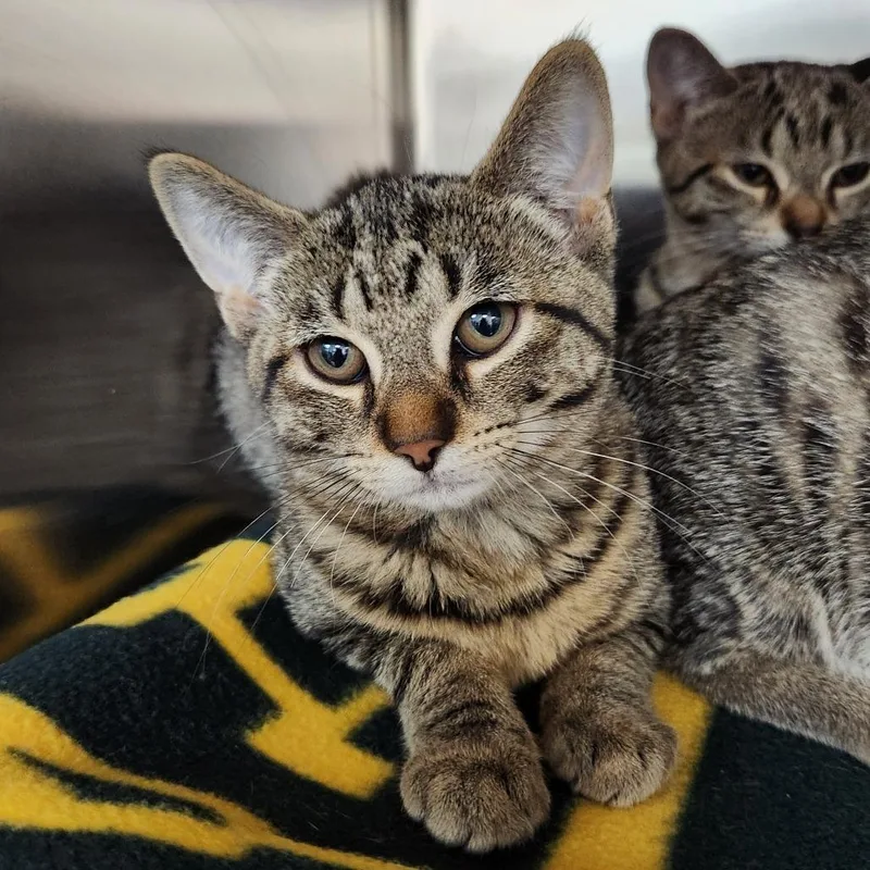 A baby small-sized female Brown / Chocolate Domestic Short Hair cat named Cassie for adoption in Grand Rapids, MI