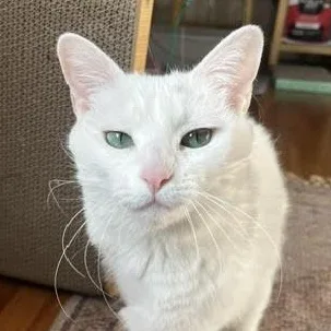 Circe Delmonte Gladstone 