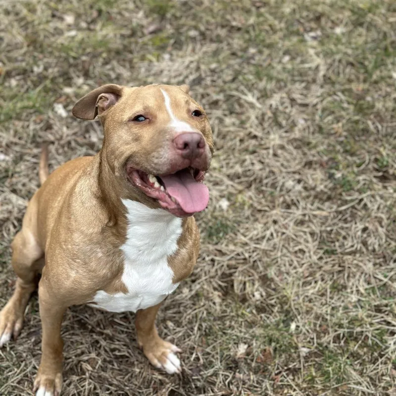 Papa Elf thumbnail 2