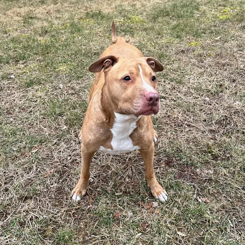 Papa Elf thumbnail 4