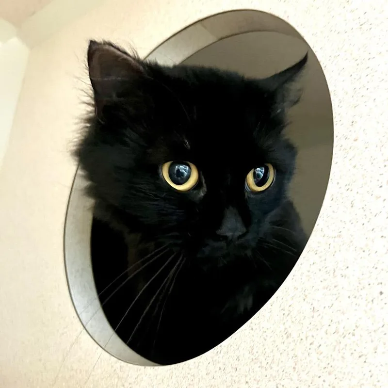 An adult medium-sized female Black Domestic Long Hair cat named Sunflower for adoption in Tacoma, WA