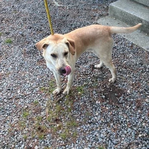 A young medium-sized male Apricot / Beige Labrador Retriever dog named Max  a young for adoption in Charlottesville, VA
