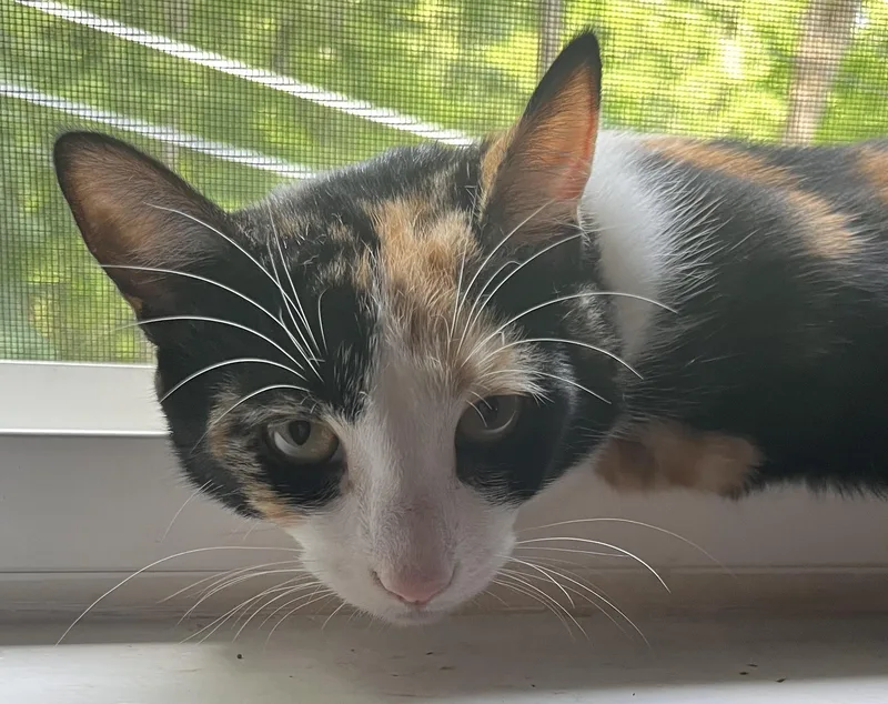 A baby medium-sized female Domestic Short Hair cat named Maisey and Fiona for adoption in Mayfield, NY