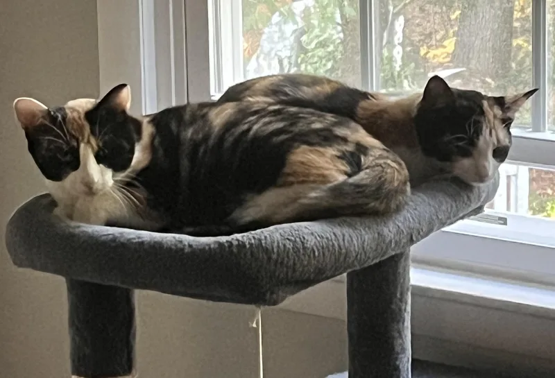 Maisey and Fiona thumbnail 4
