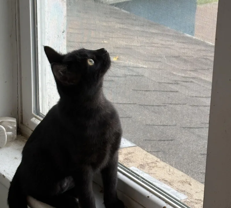 A baby medium-sized female Black Domestic Short Hair cat named Blackberry for adoption in Eaton Rapids, MI