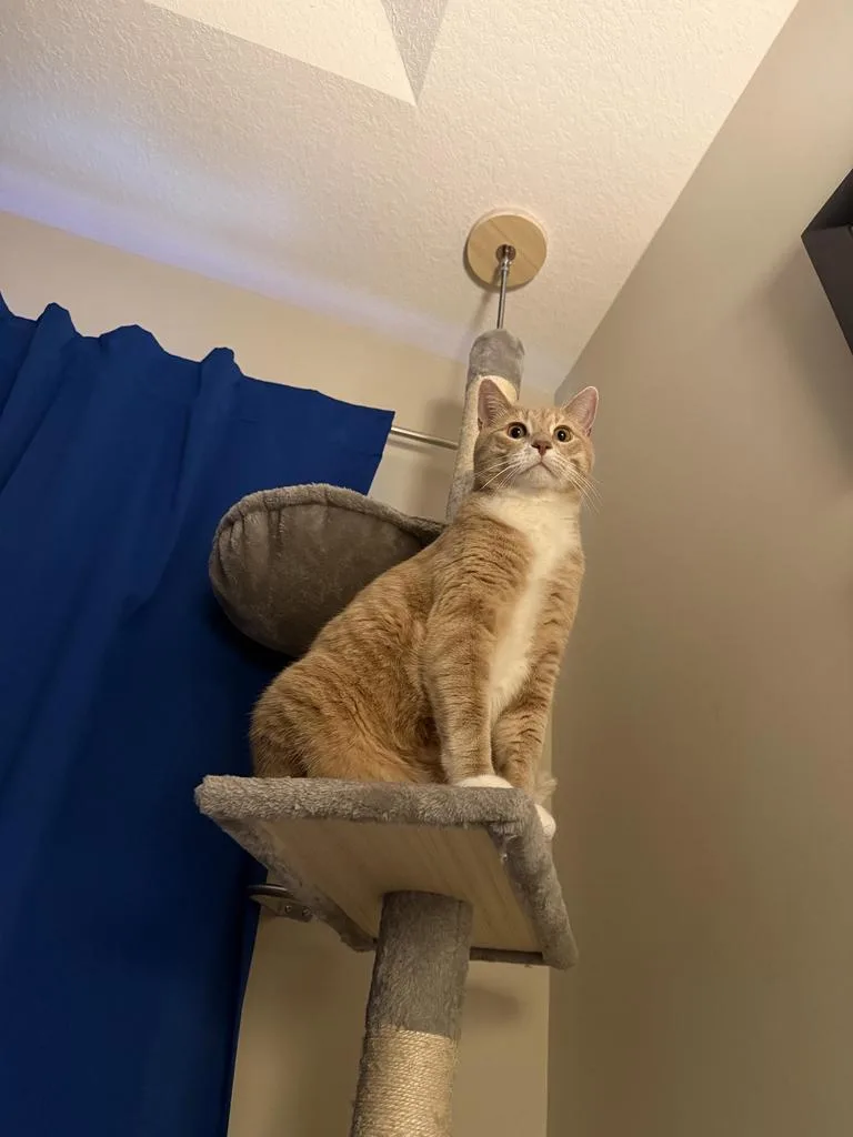 An adult extra large-sized male Domestic Short Hair cat named Gus for adoption in Saint Paul, MN
