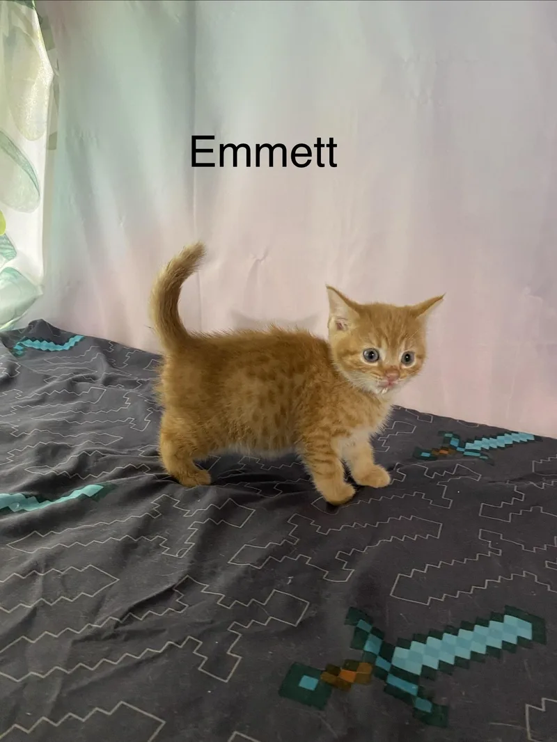 A baby medium-sized male Orange / Red Domestic Medium Hair cat named Emmett for adoption in Macomb, MI