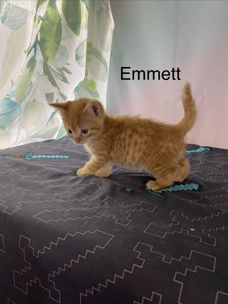 Emmett thumbnail 2