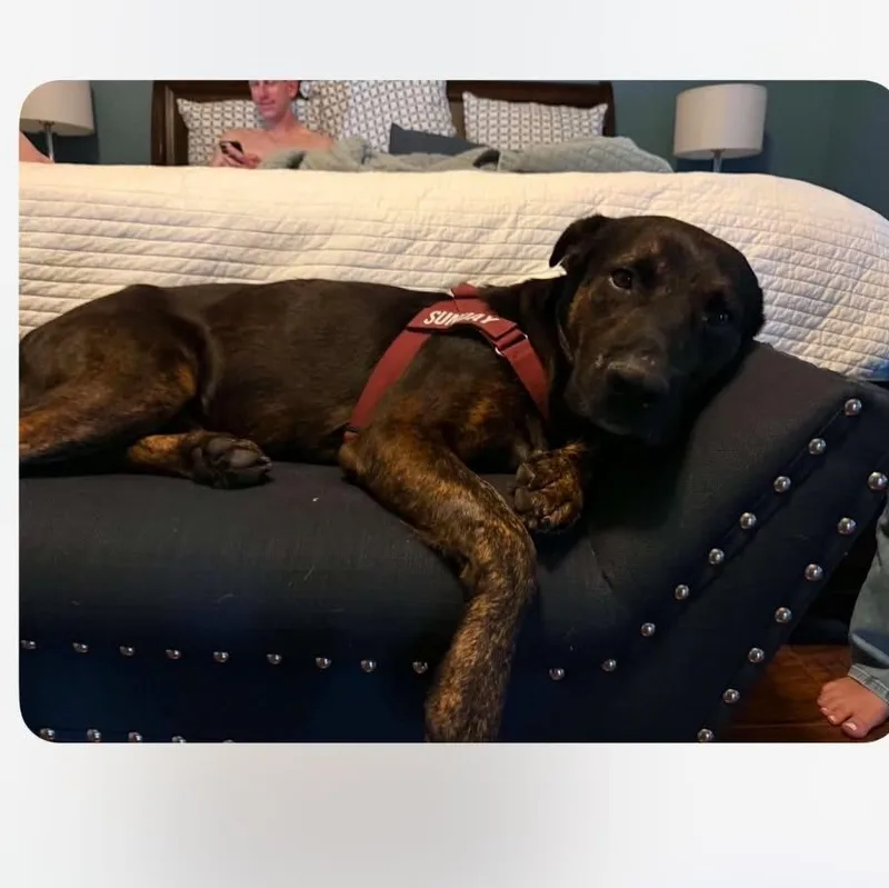 An adult large-sized male Brindle Retriever dog named Freddy for adoption in Martinez, CA