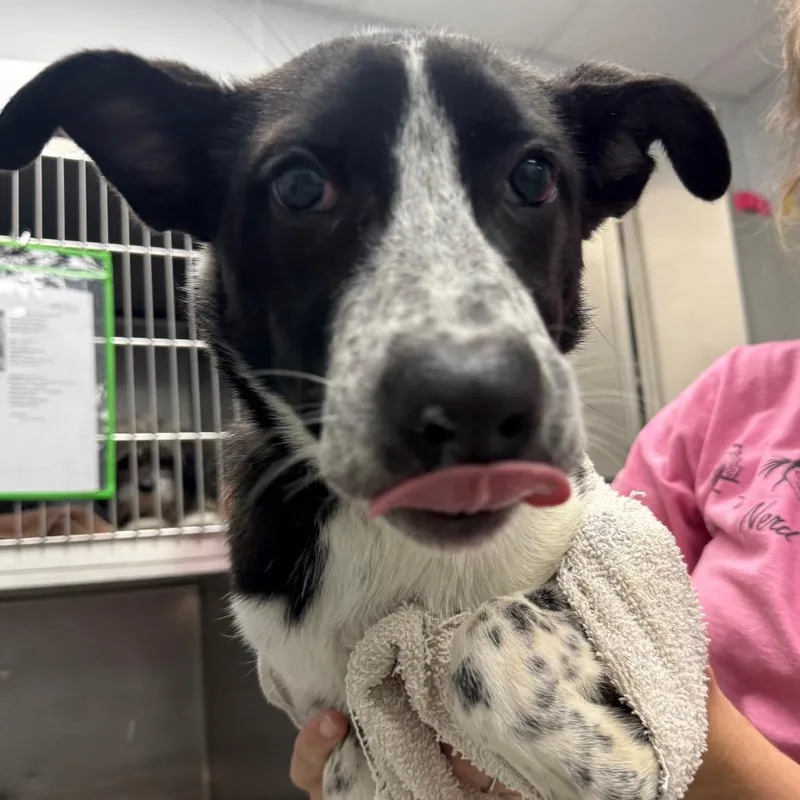 A baby small-sized female Black Australian Cattle Dog / Blue Heeler dog named Spark for adoption in Abilene, TX