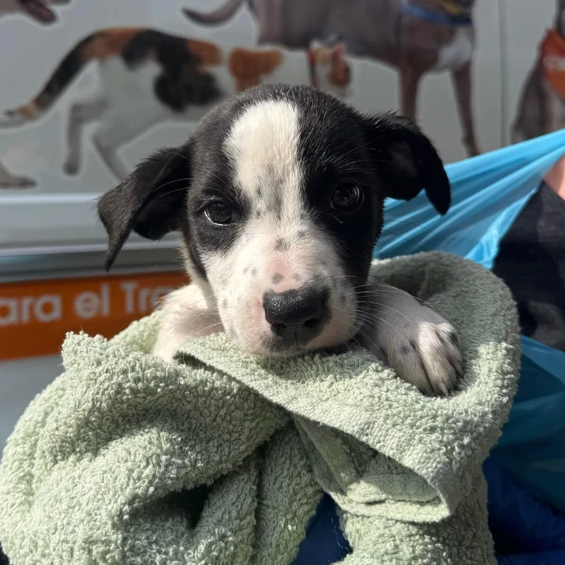 A baby small-sized male Black Mixed Breed dog named Possum for adoption in Hendersonville, NC