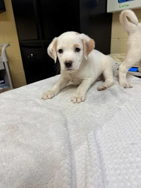 A baby large-sized male Labrador Retriever dog named Plot for adoption in Cookeville, TN