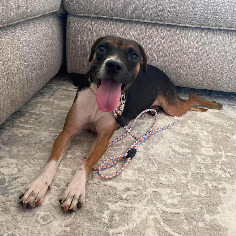 A young small-sized female Black Mixed Breed dog named Mj for adoption in Olathe, KS