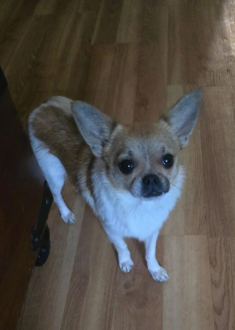 A young small-sized male Chihuahua dog named Elvis for adoption in Raleigh, NC