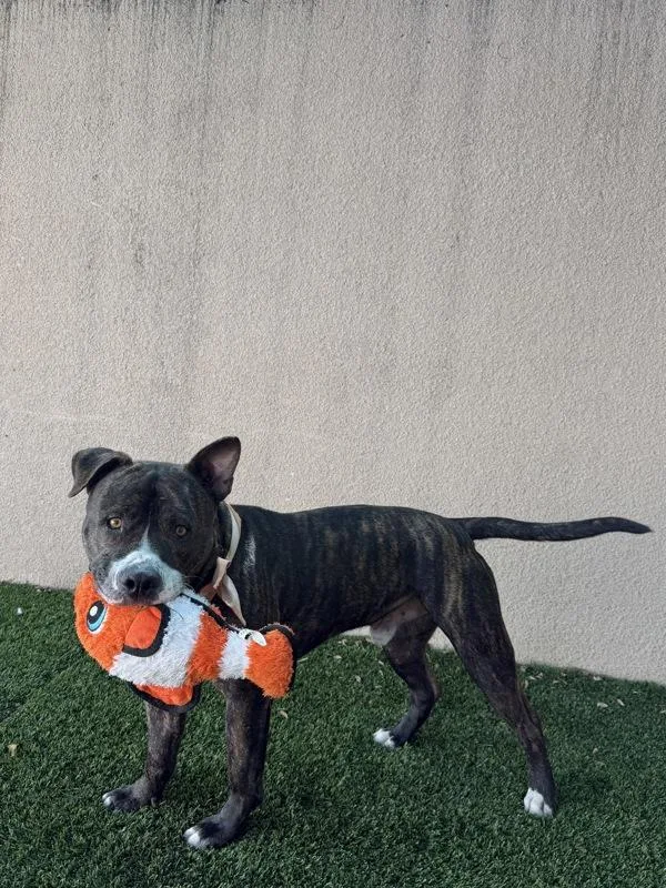 An adult large-sized male Pit Bull Terrier dog named Dustin for adoption in San Diego, CA