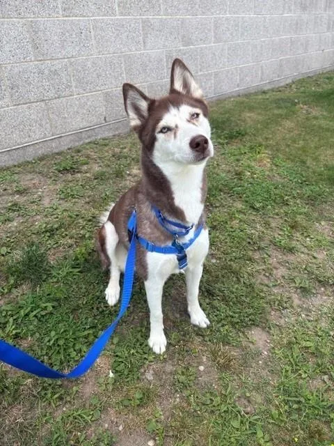 An adult large-sized female Siberian Husky dog named Akila for adoption in Boston, MA