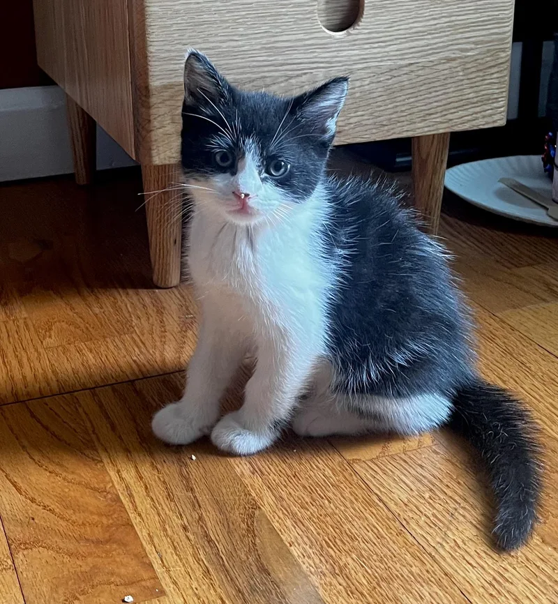 A baby medium-sized male Domestic Short Hair cat named Houdini for adoption in Stamford, CT