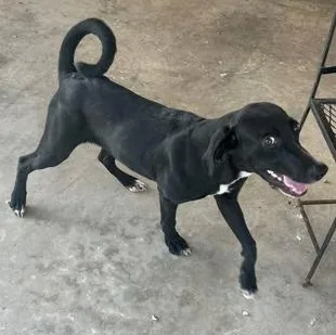 A young medium-sized female Black Mixed Breed dog named Wendy for adoption in Fernandina Beach, FL