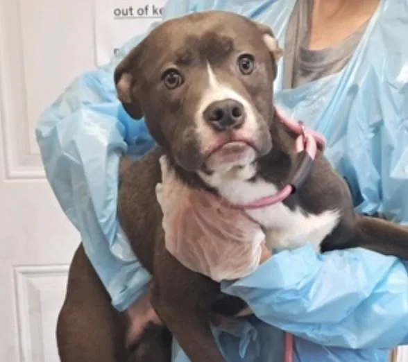 A baby medium-sized male Gray / Blue / Silver Boxer dog named Malone for adoption in Hollister, MO
