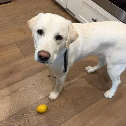 A young large-sized female Yellow / Tan / Blond / Fawn Labrador Retriever dog named Frankie for adoption in San Francisco, CA