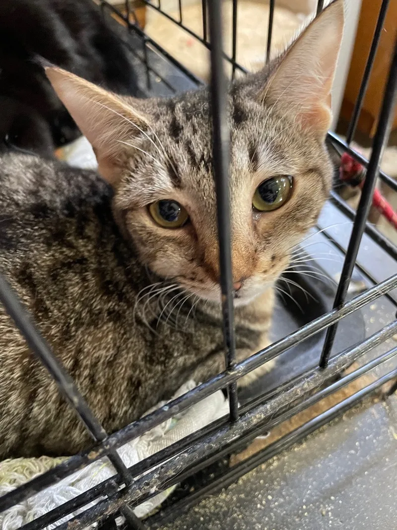 A young medium-sized female Brown / Chocolate Tabby cat named Acadian for adoption in New Orleans, LA
