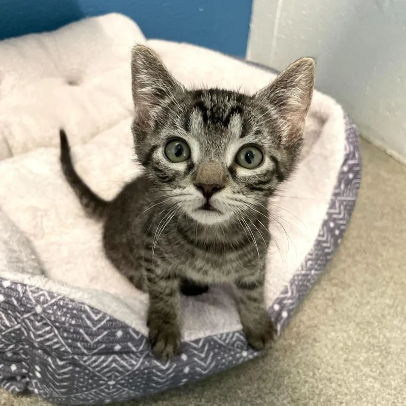 A baby small-sized male Black Domestic Short Hair cat named Baby Squash for adoption in Carencro, LA