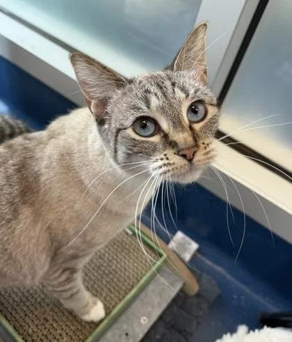 An adult small-sized female Siamese cat named Tinkerbell for adoption in Roseville, CA