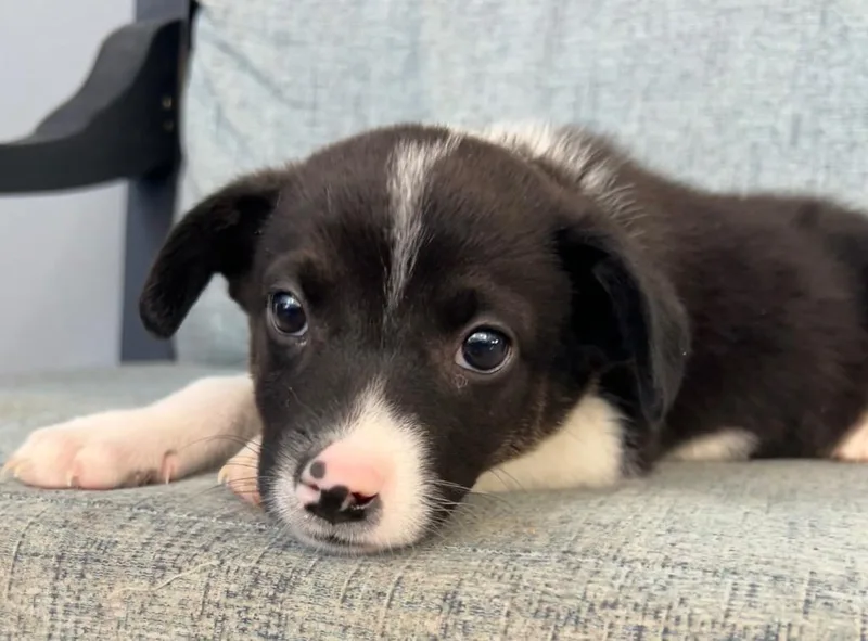 Luminara thumbnail 2