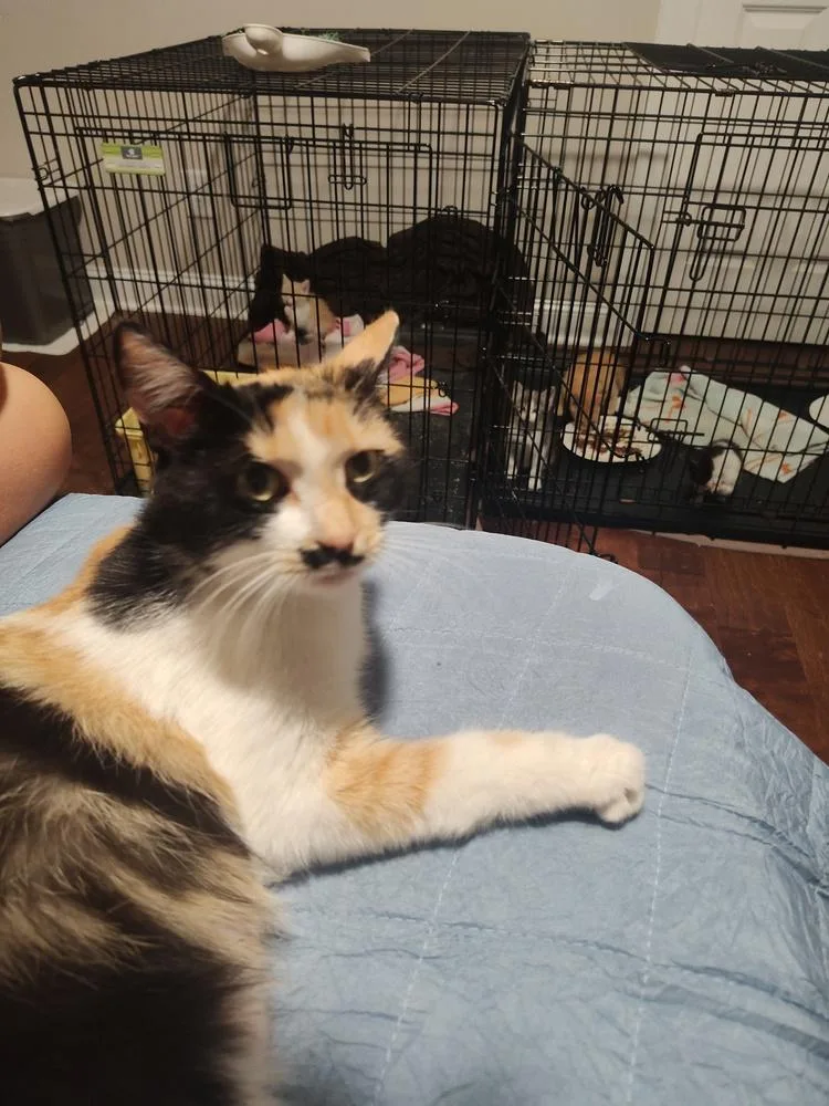 An adult small-sized female Black & White / Tuxedo Domestic Short Hair cat named Lucy Grey for adoption in Mooresville, NC
