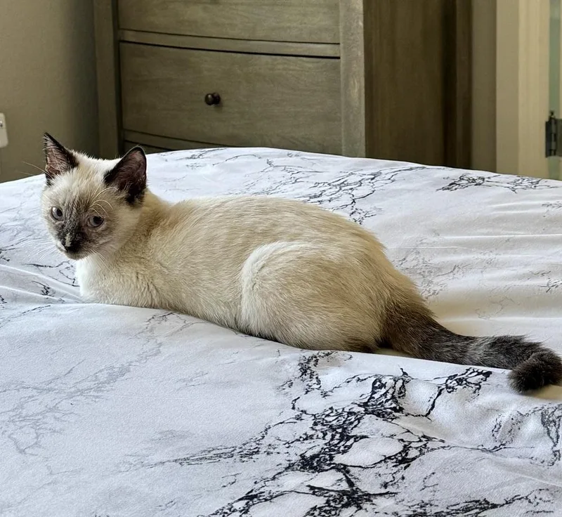 A baby medium-sized female Gray & White Siamese cat named Munchkin for adoption in Lafayette, CO