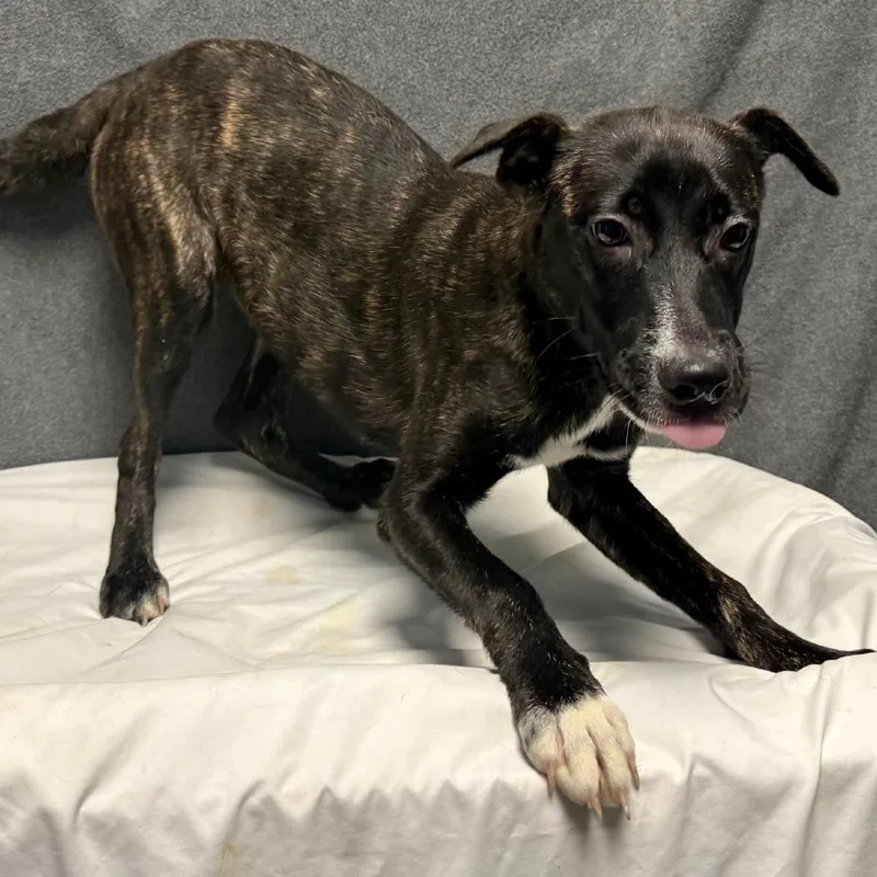 A baby small-sized female Mixed Breed dog named Bee for adoption in Bennettsville, SC